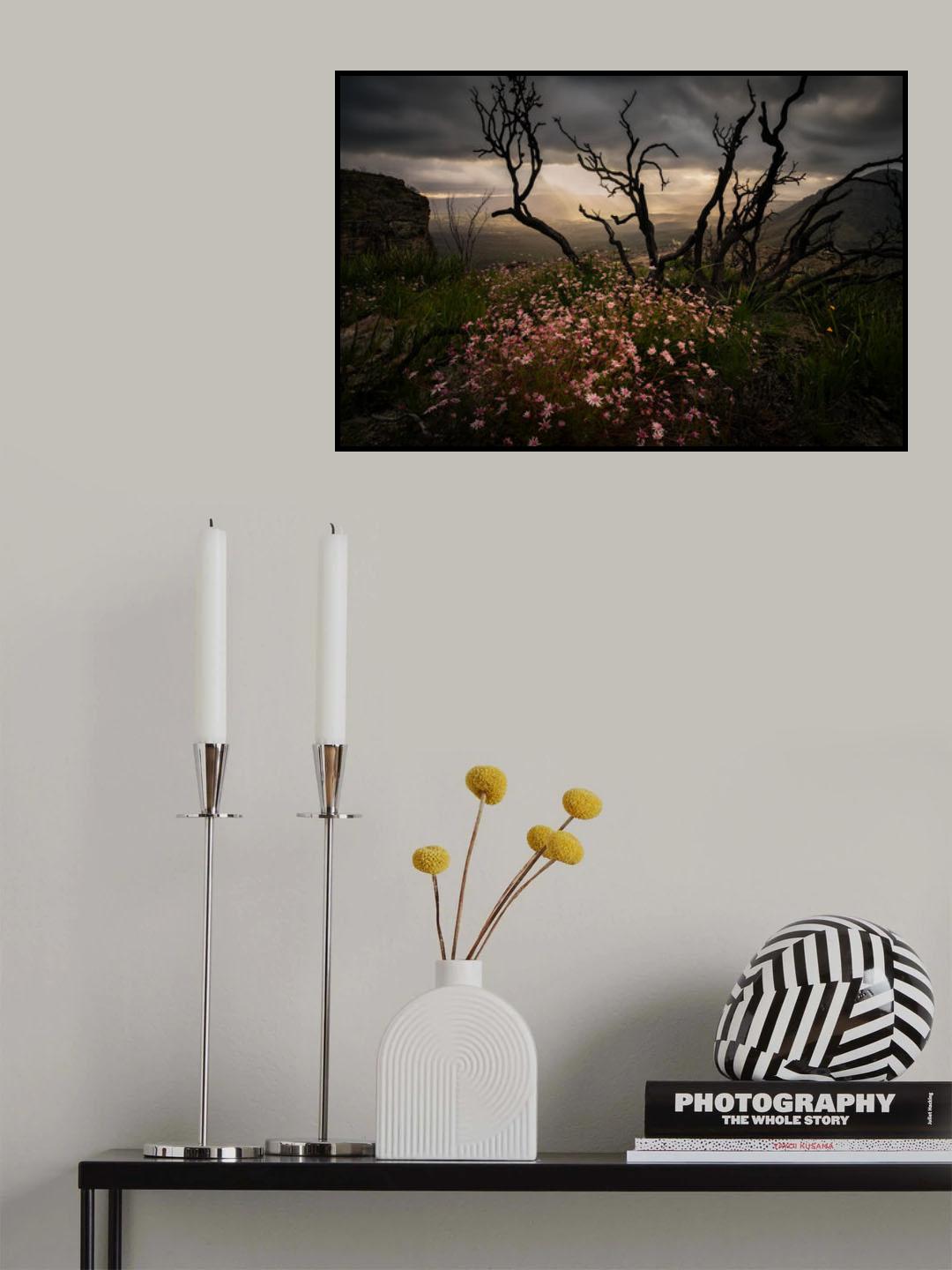 Actinotus forsythii Poster och Canvastavla