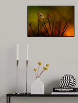 Dancing Snail Poster och Canvastavla