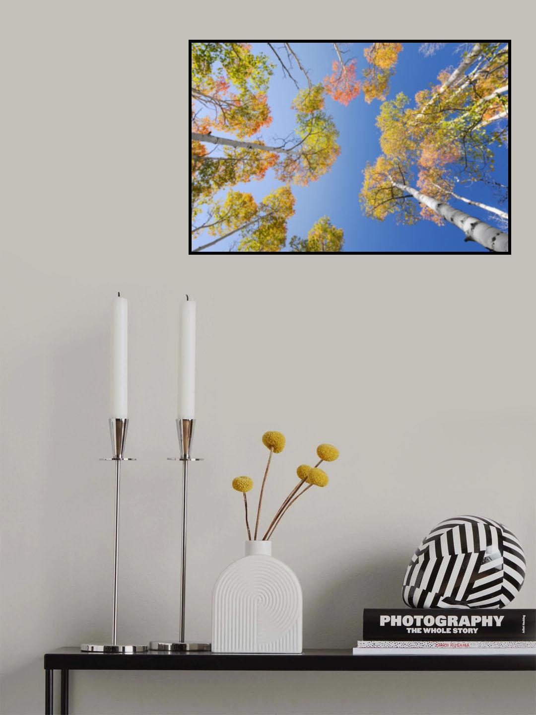 Autumn Birchs Poster och Canvastavla