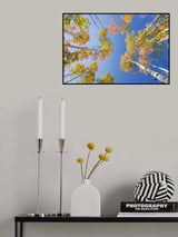 Autumn Birchs Poster och Canvastavla