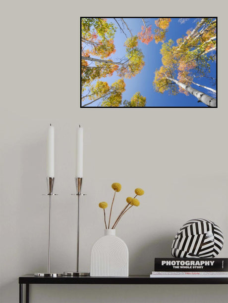 Autumn Birchs Poster och Canvastavla
