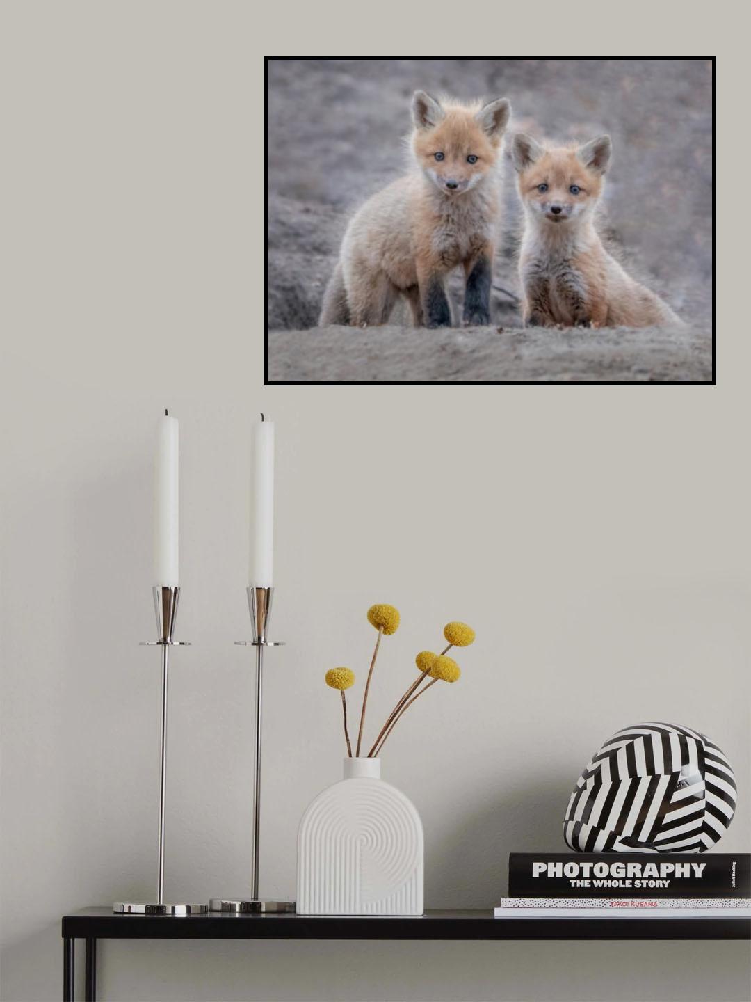 Two little foxes Poster och Canvastavla