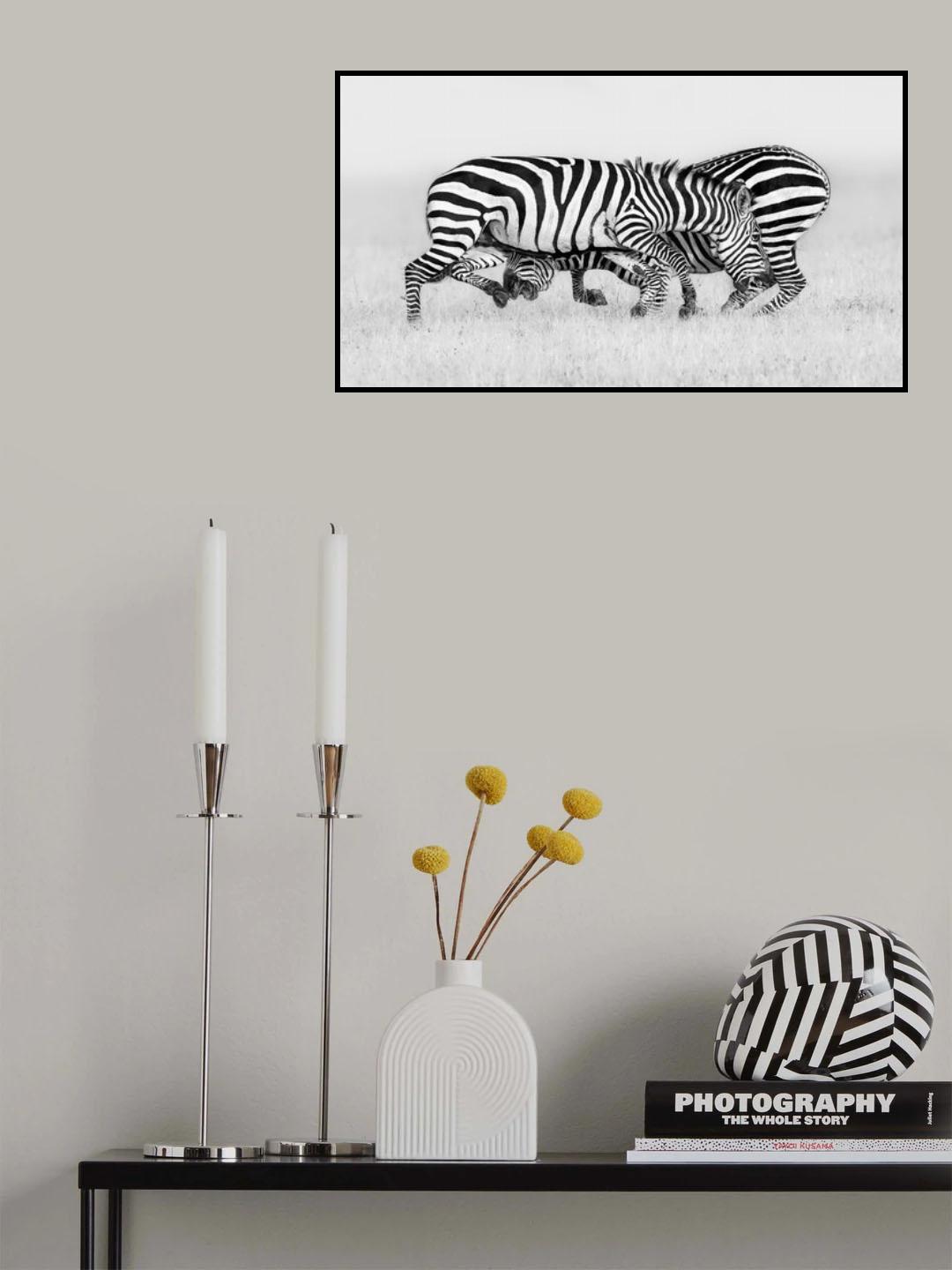 Zebra Wrestling Poster och Canvastavla