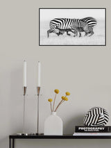 Zebra Wrestling Poster och Canvastavla