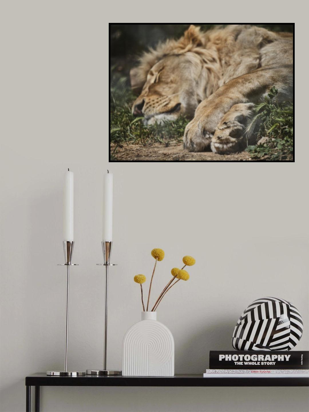 a sleeping African male lion Poster och Canvastavla