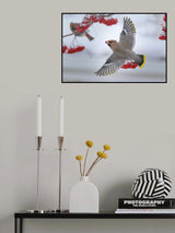 Bohemian waxwings Poster och Canvastavla
