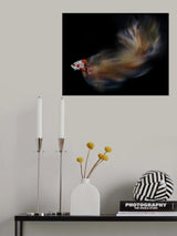 Colorful bettafish motion Poster och Canvastavla