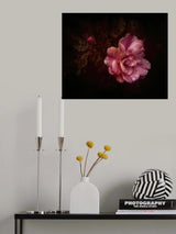roses Poster och Canvastavla