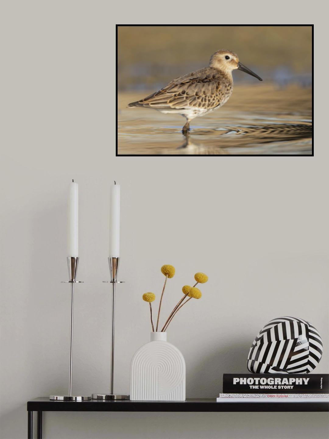Dunlin Poster och Canvastavla