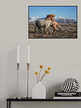 Horse Around Poster och Canvastavla