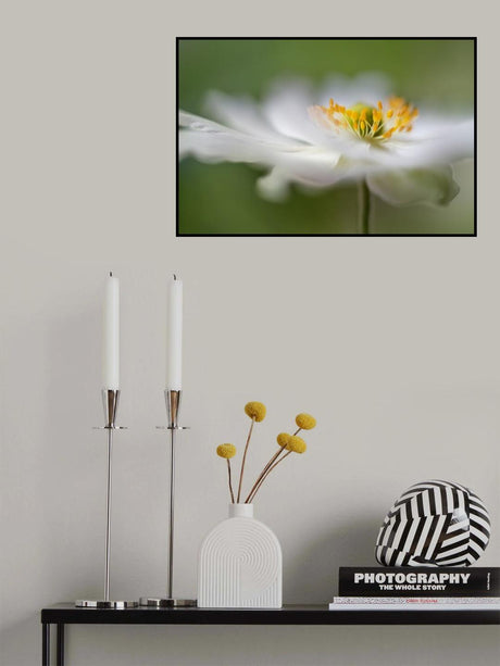 White Anemone Poster och Canvastavla