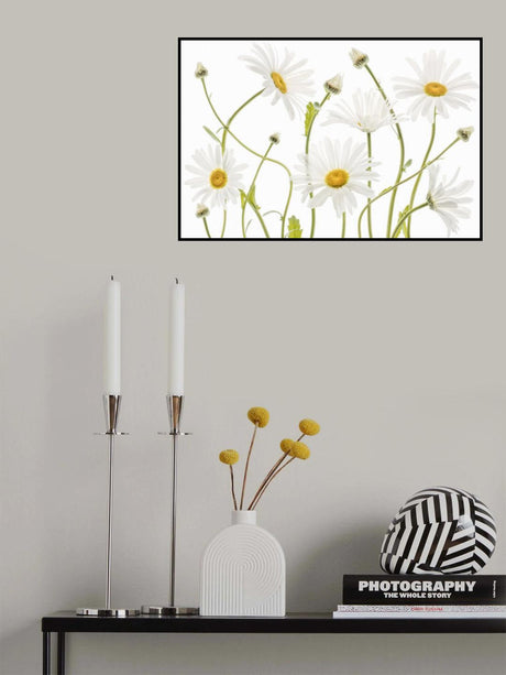 Ox eye Daisies Poster och Canvastavla