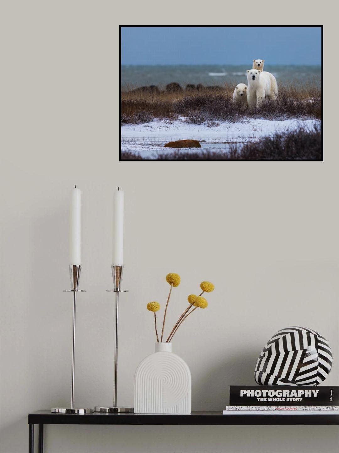 Mother bear with cubs, Hudson bay in the background Poster och Canvastavla