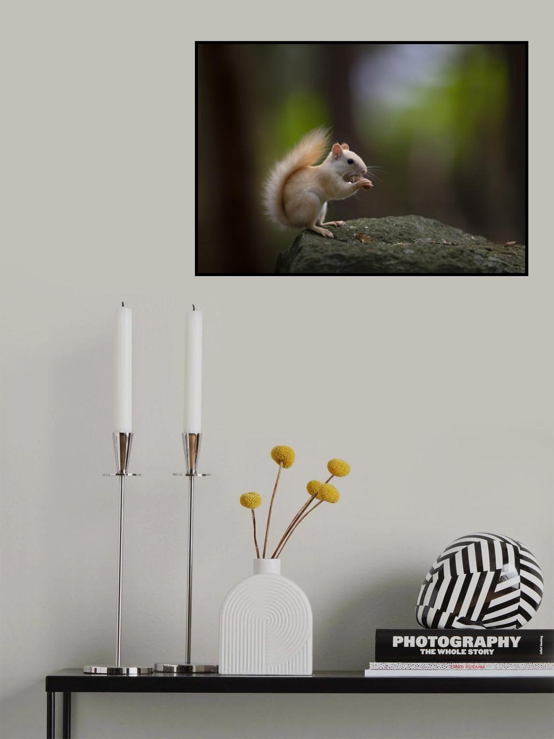 Leucistic Red Squirrel Poster och Canvastavla