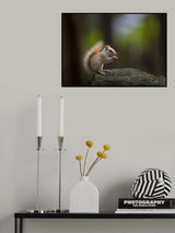 Leucistic Red Squirrel Poster och Canvastavla