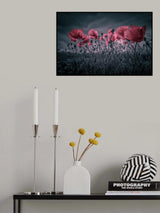 Poppies Poster och Canvastavla