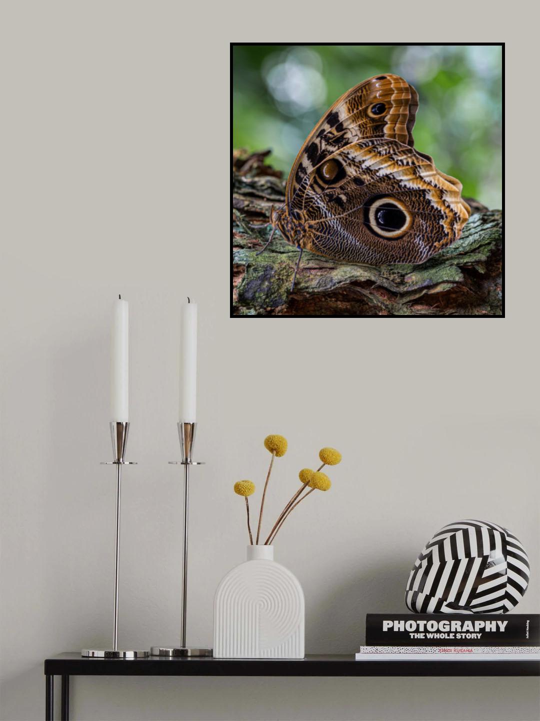caligo memnon Poster och Canvastavla