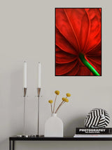 Anthurium flower Poster och Canvastavla