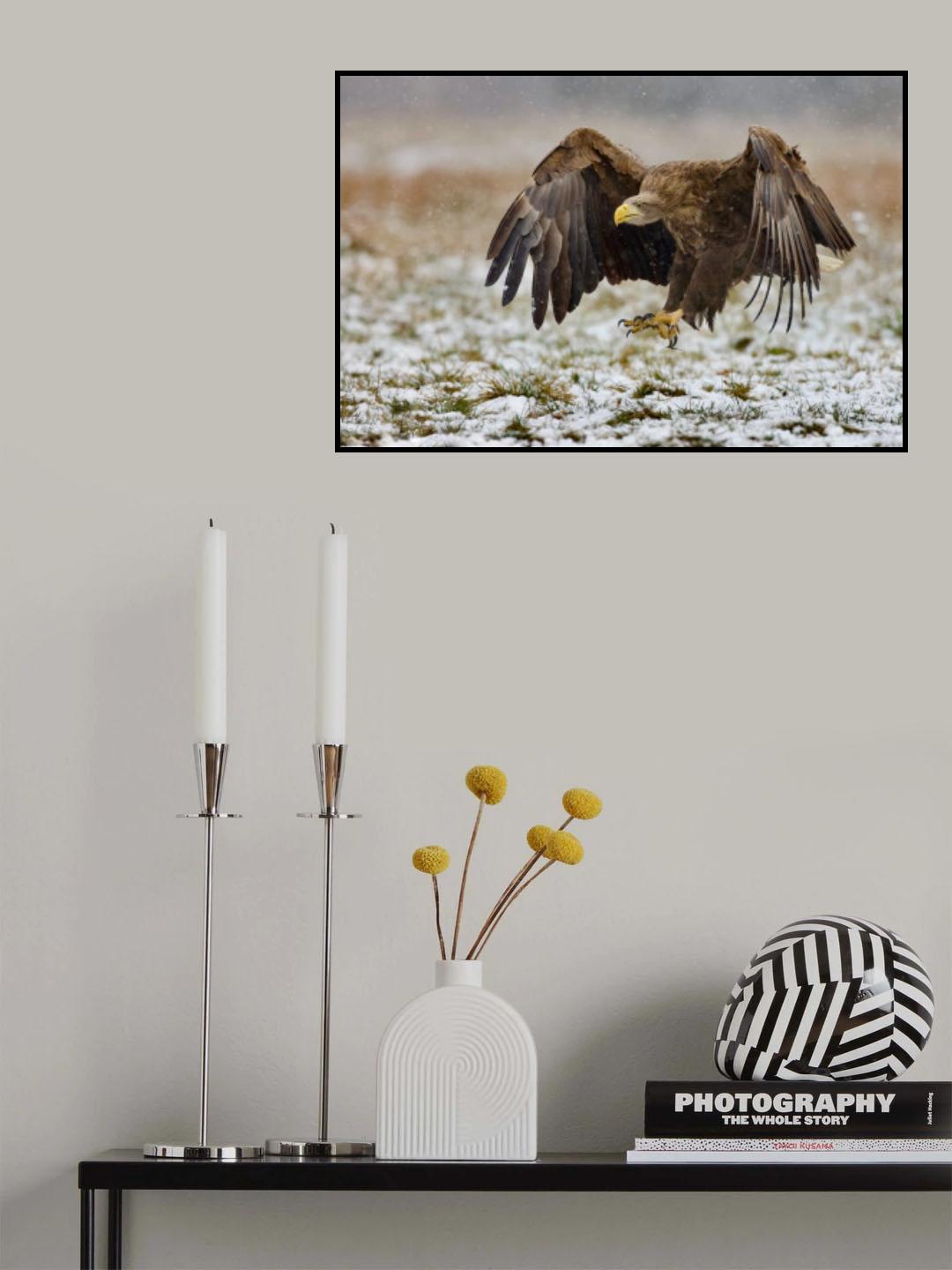 White-tailed eagle Poster och Canvastavla