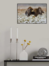 White-tailed eagle Poster och Canvastavla