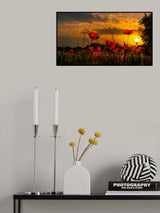 Poppies at sunset Poster och Canvastavla
