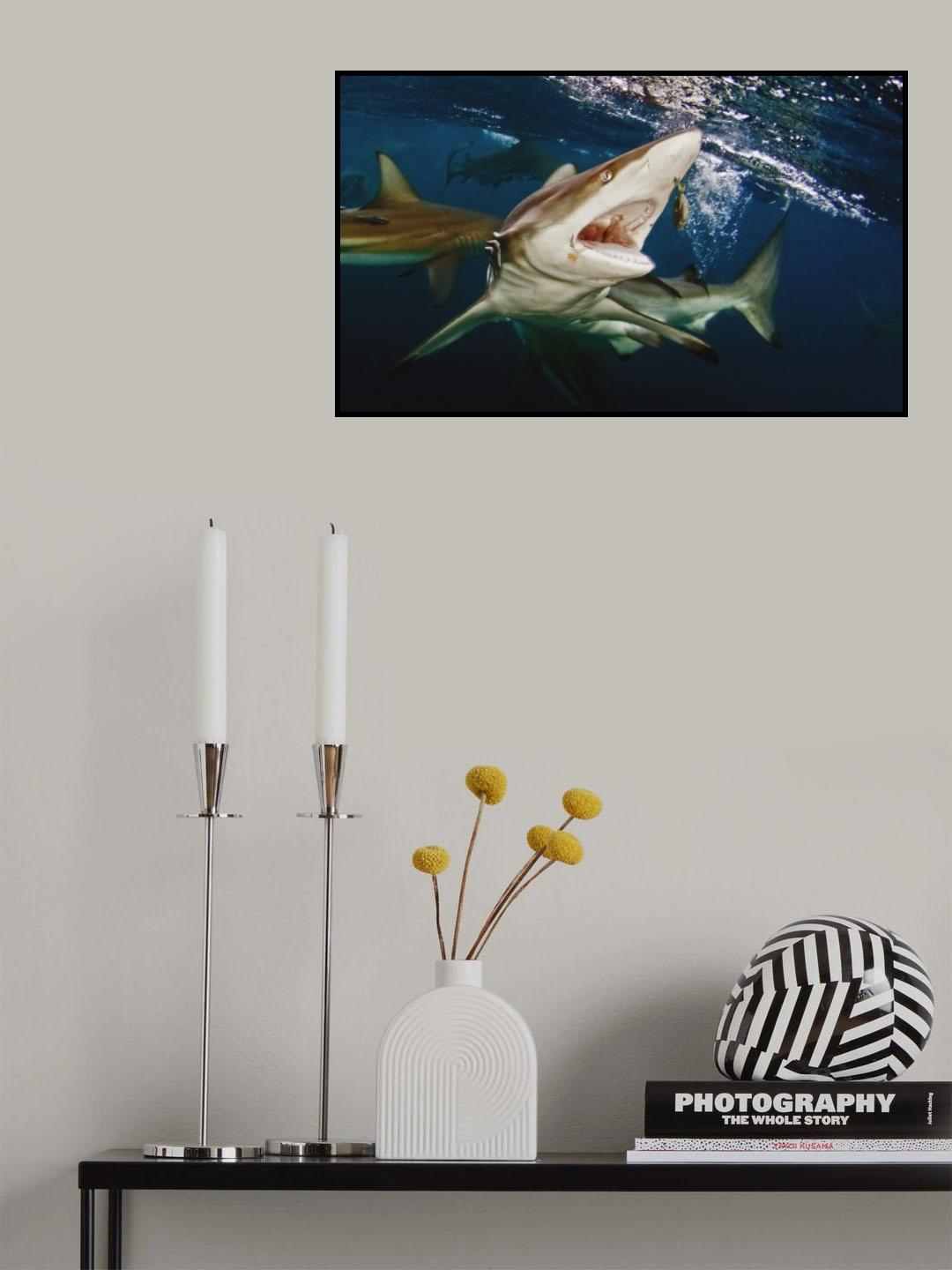 Feeding oceanic blacktip shark Poster och Canvastavla