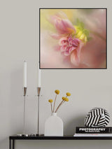Dahlia Emerging Poster och Canvastavla