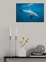 Curious Dolphin Poster och Canvastavla