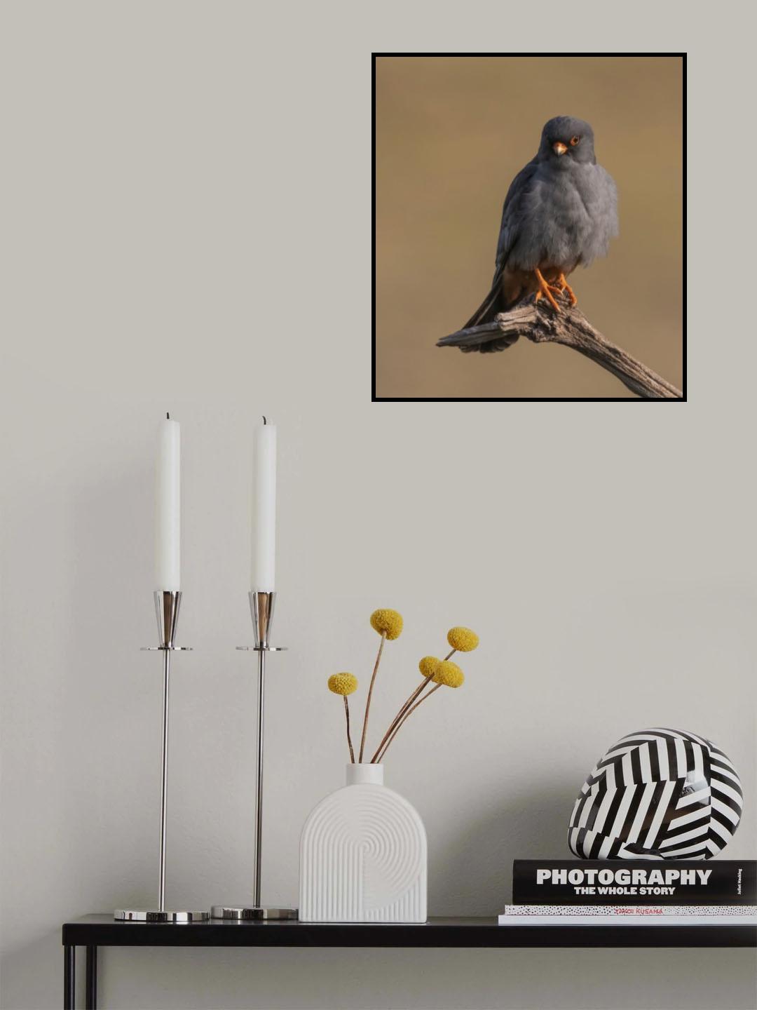 Red Footed Falcone Poster och Canvastavla