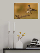 Little owl Poster och Canvastavla