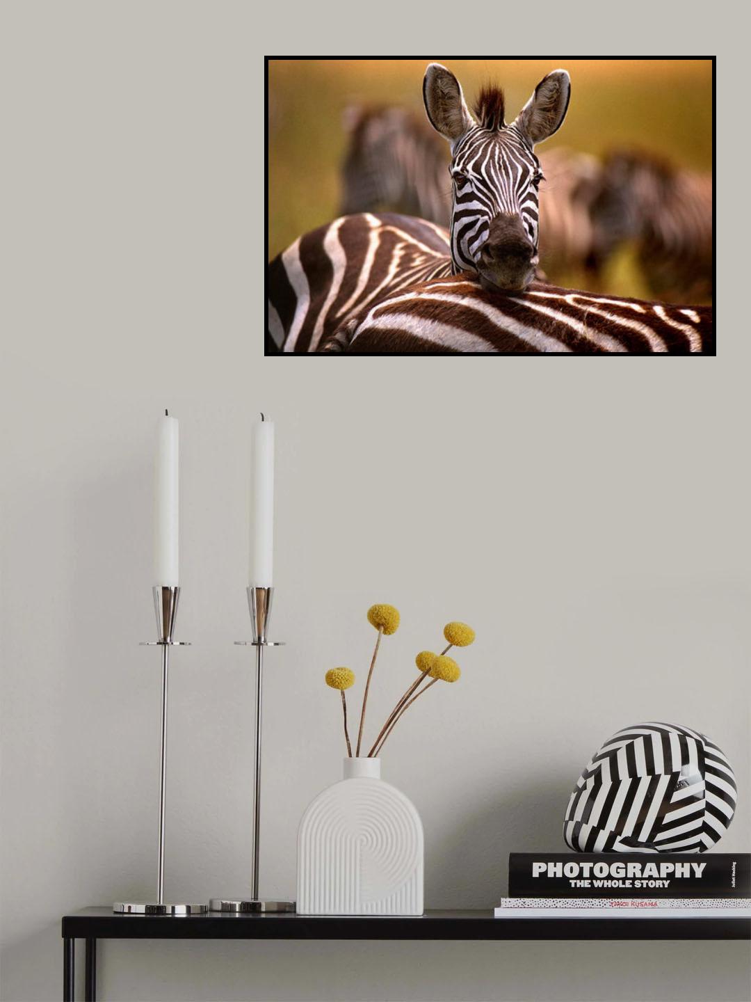 Zebra resting Poster och Canvastavla