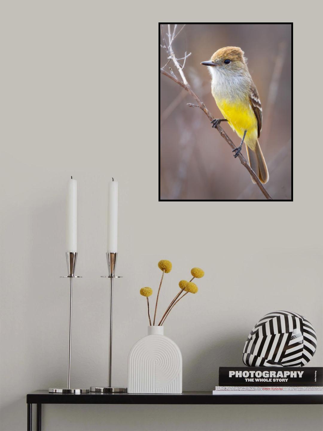 Galapagos Flycatcher Poster och Canvastavla