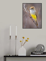 Galapagos Flycatcher Poster och Canvastavla