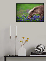 Spring Is In The Air... Poster och Canvastavla