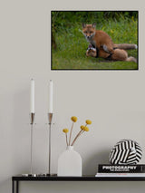 Red fox Poster och Canvastavla