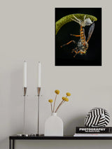 a white crab spider and a robberfly Poster och Canvastavla