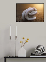 Leucistic Texas Rat Snake Poster och Canvastavla