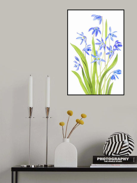 Scilla Poster och Canvastavla