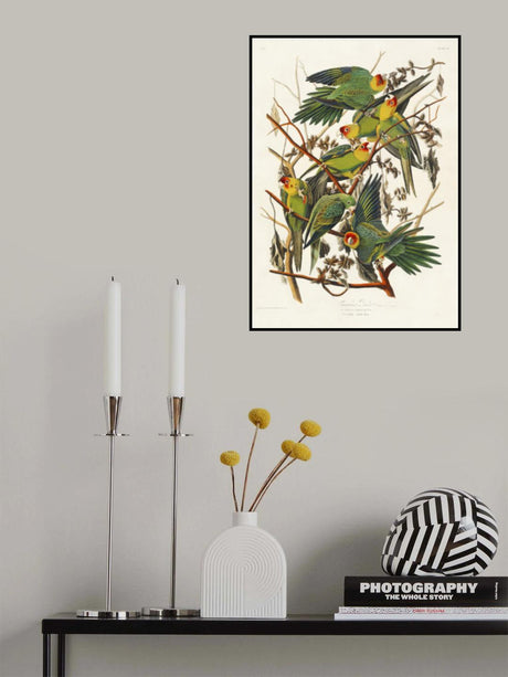Carolina Parrot From Birds of America (1827) Poster och Canvastavla