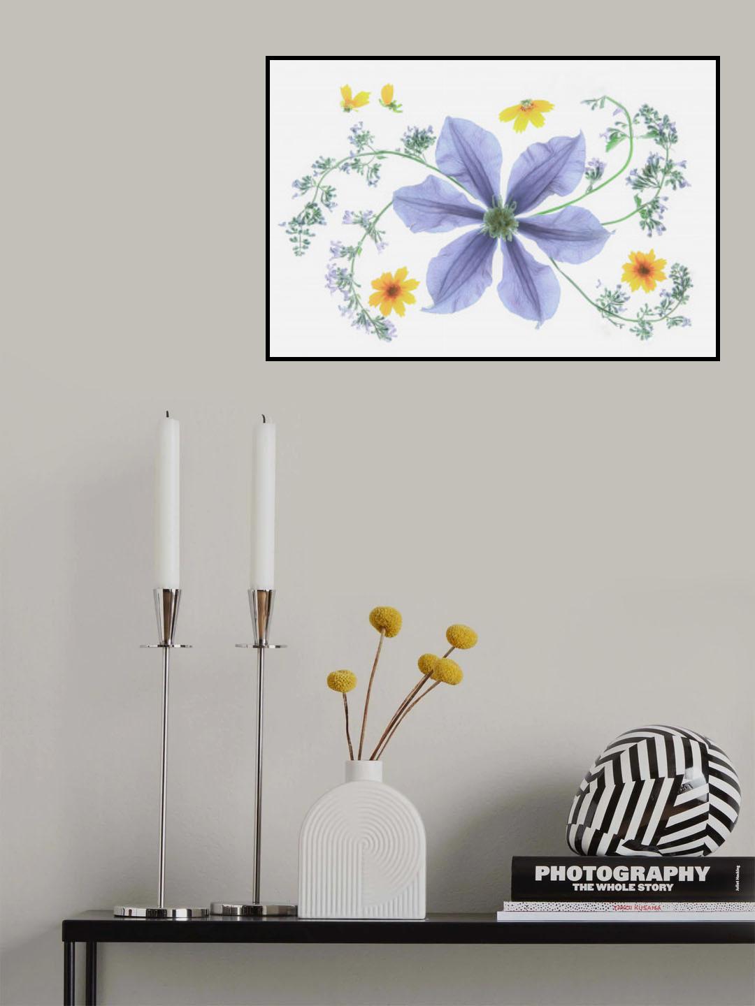 Blue Clematis Poster och Canvastavla