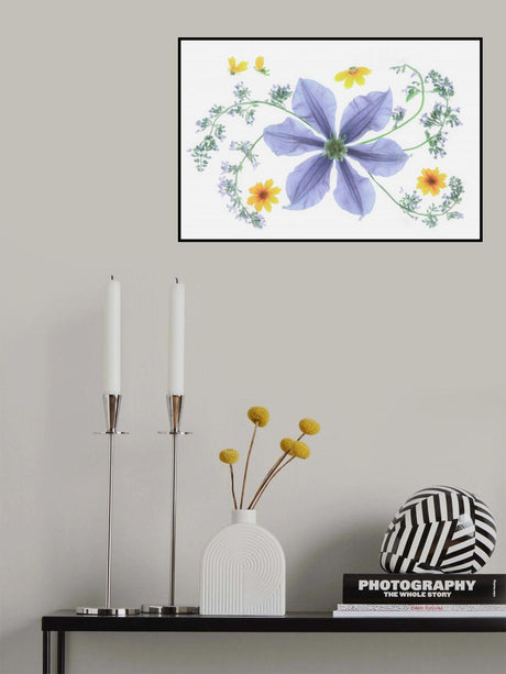 Blue Clematis Poster och Canvastavla