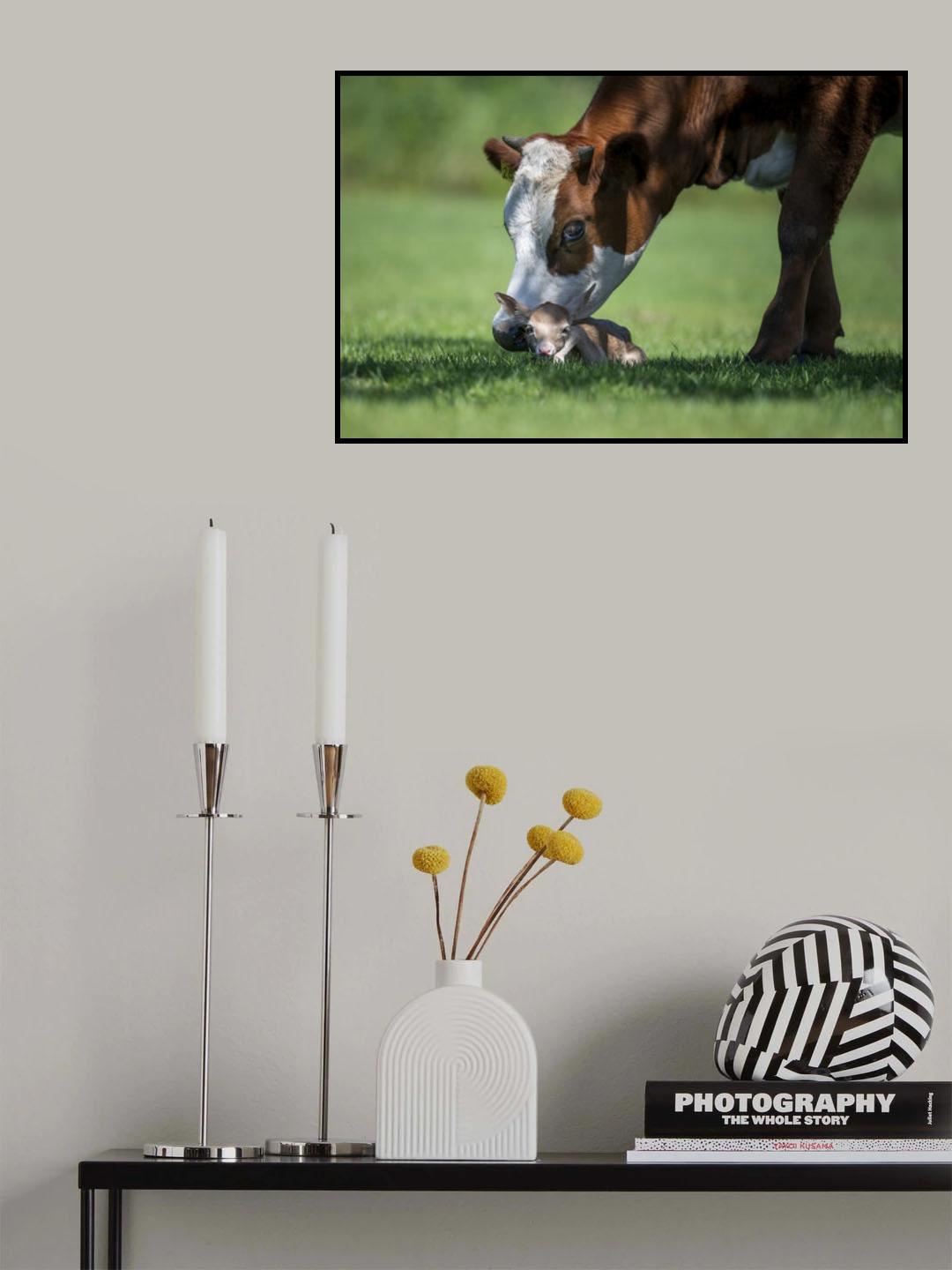 cow meets young white deer Poster och Canvastavla