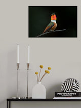 Hummingbird Poster och Canvastavla