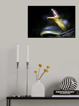 Gonyosoma oxycephala - Javanese Green Snake Poster och Canvastavla