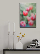 tulips, the grace Poster och Canvastavla