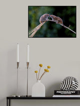 Harvest Mice Say Hello Poster och Canvastavla