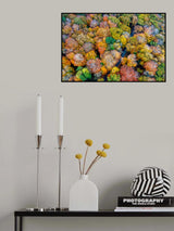 Autumn firework 2 Poster och Canvastavla