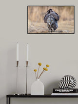 Gray owl Poster och Canvastavla