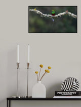 Quetzal Poster och Canvastavla