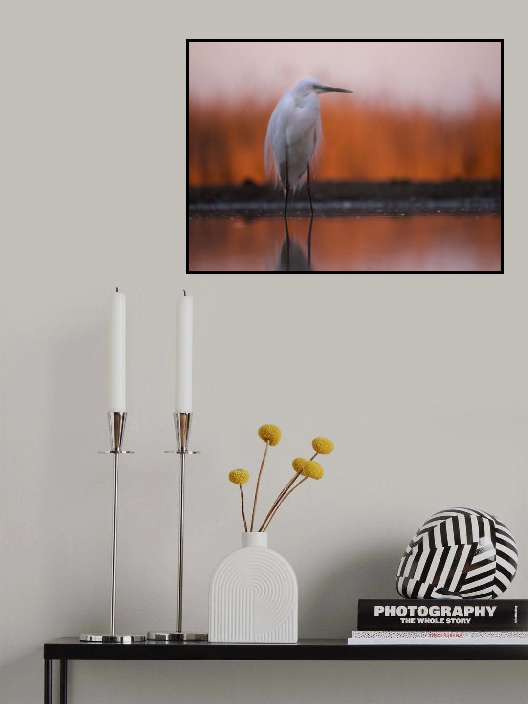 Great White Egret at Sunrise Poster och Canvastavla